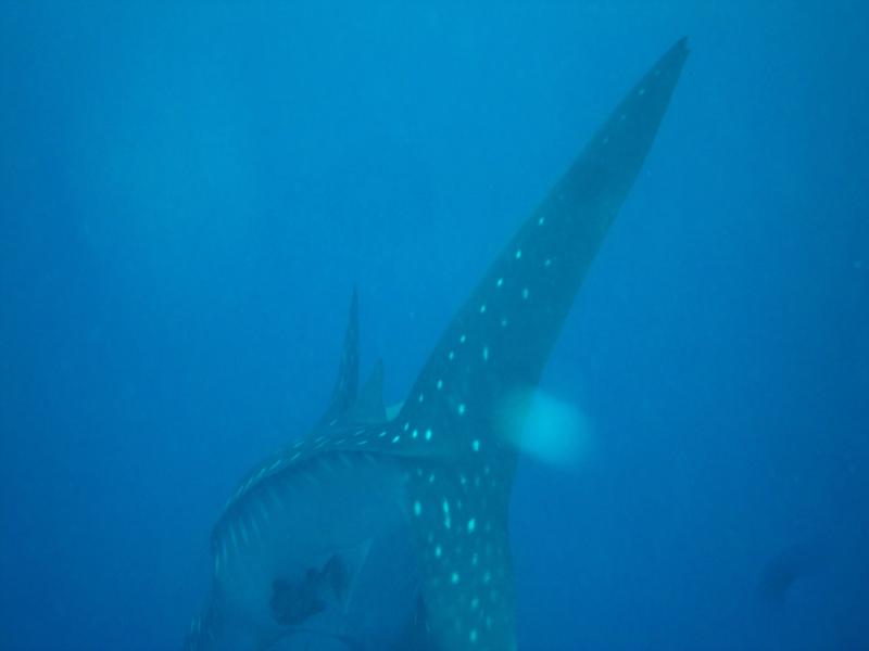 Whale Shark, The Lake, Bonaire 27 Jun 2011