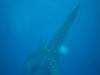 Whale Shark, The Lake, Bonaire 27 Jun 2011