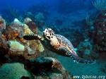 Sea Turtle