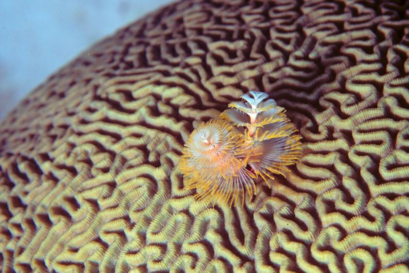 Bonaire Brain Coral sprouting Spirobranchus giganteus, the Christmas Tree Worm