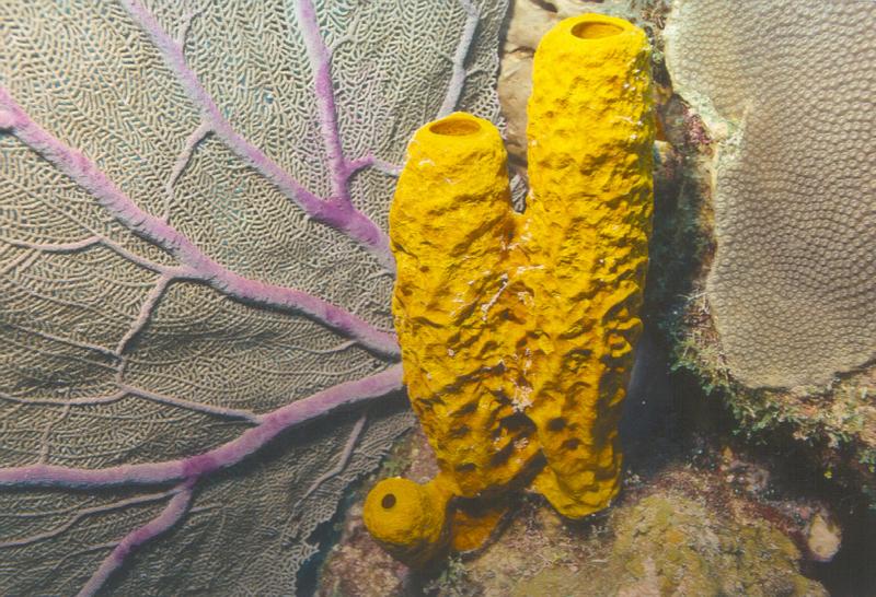 Cayman Sponge & Sea Fan 1990