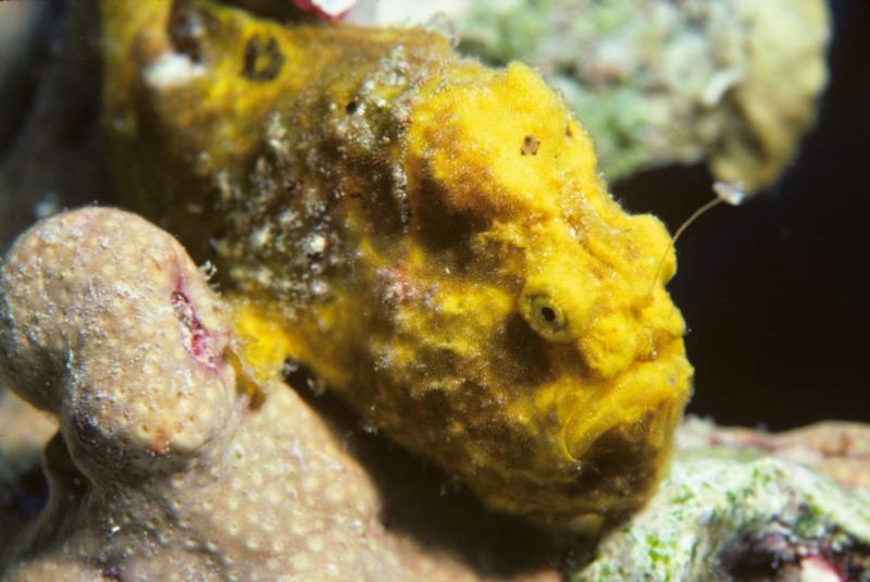 Bonaire Longlure Frogfish - Antennarius multiocellatus - Dive 79