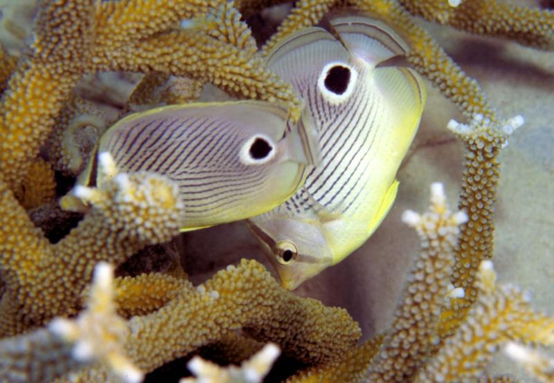 4 Eye Butterfly Fish - Bonaire Dive 78
