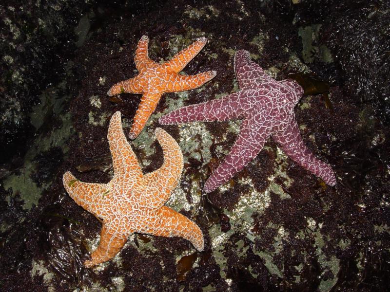 Pacific Northwest Starfish