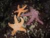 Pacific Northwest Starfish
