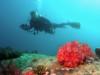Dive Buddy at Tioman Island Malaysia
