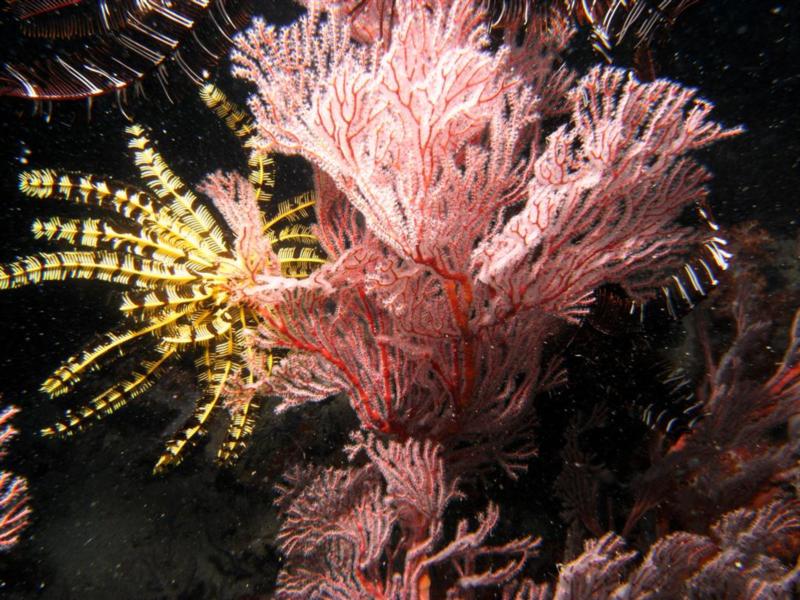 Sea Fan Tioman Island Malaysia