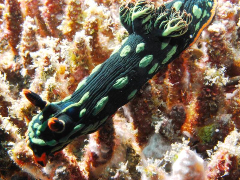 Nembrotha Kubaryana Nudibranch at Tioman Island Malaysia