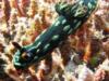 Nembrotha Kubaryana Nudibranch at Tioman Island Malaysia