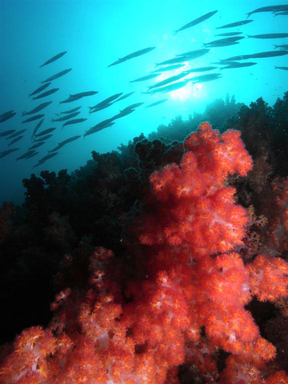 Fish school at Tiger Reef near Tioman Island Malaysia