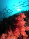 Fish school at Tiger Reef near Tioman Island Malaysia