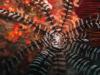 Sea Fan Tioman Island Malaysia