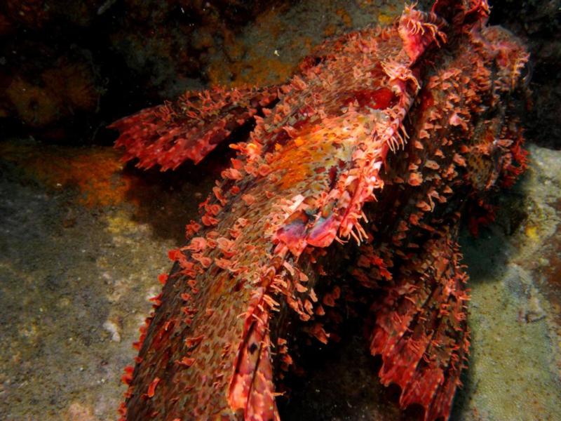 Scorpion fish at Tioman Island Malaysia