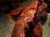 Scorpion fish at Tioman Island Malaysia