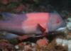 California Sheephead