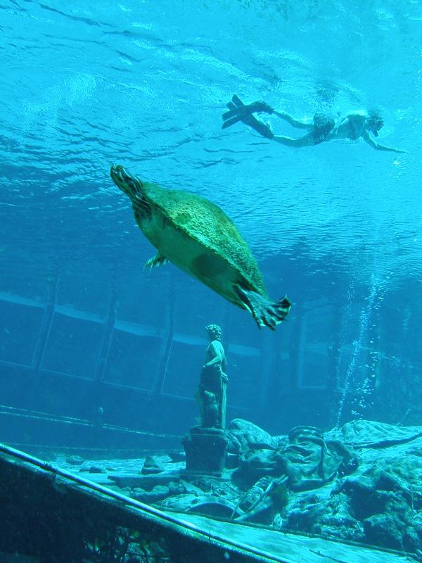 Turtle at Weeki Wachee Springs