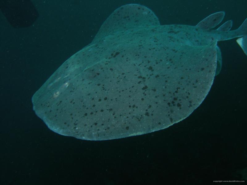 Pacific Electric Ray