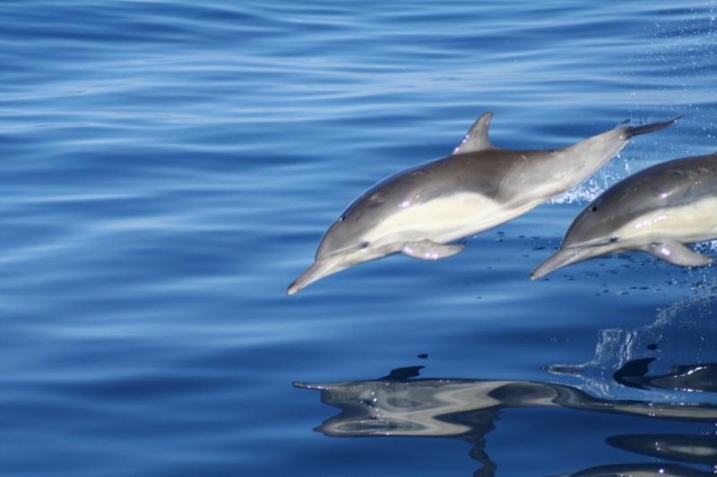 Dolphins My favorite shot