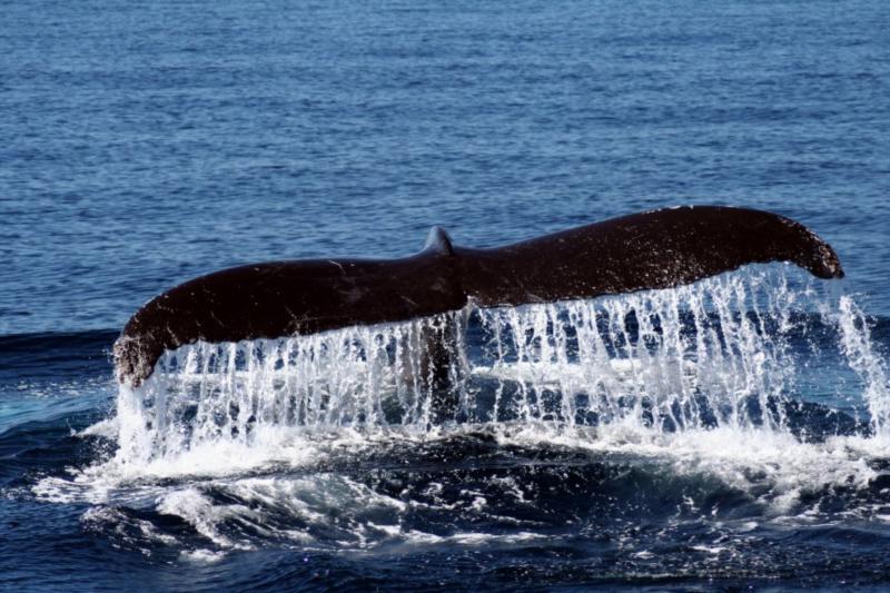 Humpback Whale