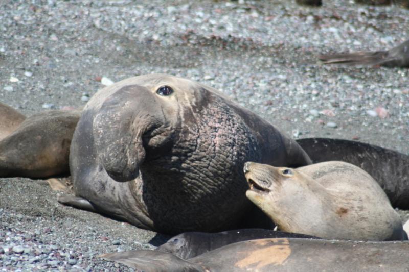 Elephant Seals in Baja