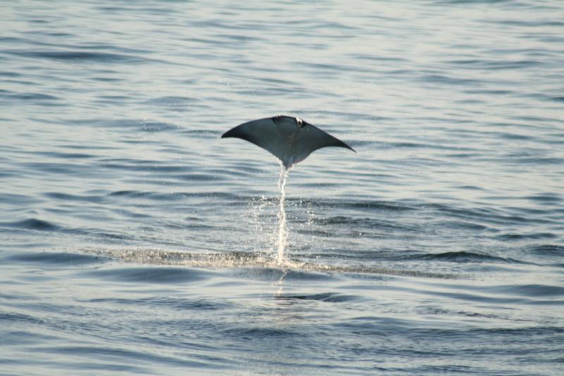  Smooth Tail Mobula Jumpin