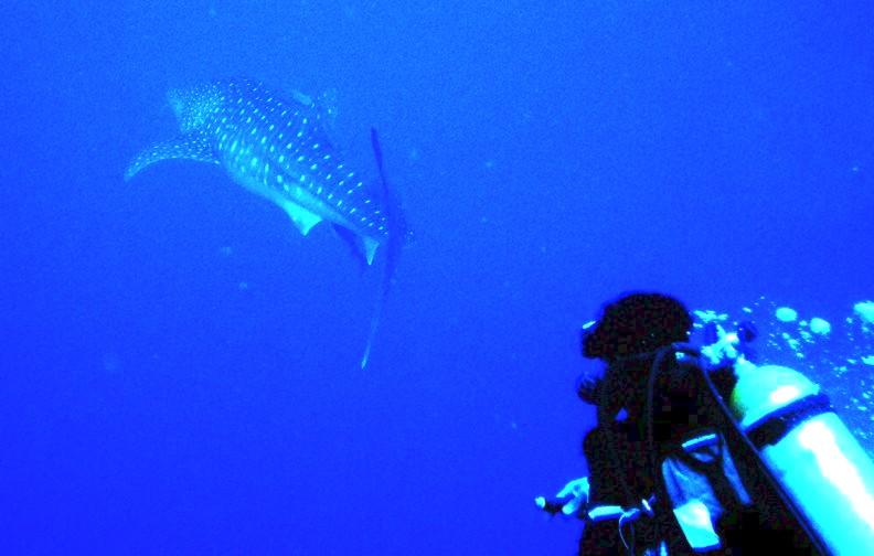 Whale Shark, Belize 2007