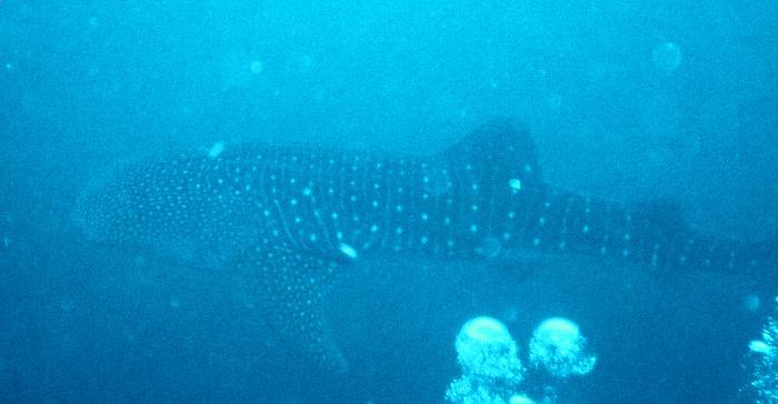 Whale Shark, Belize 2007