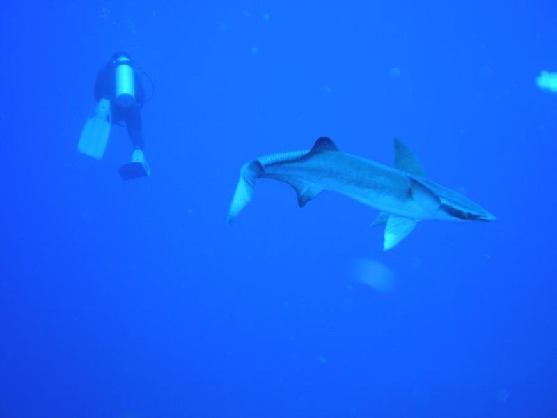Big Remora, Belize 2007