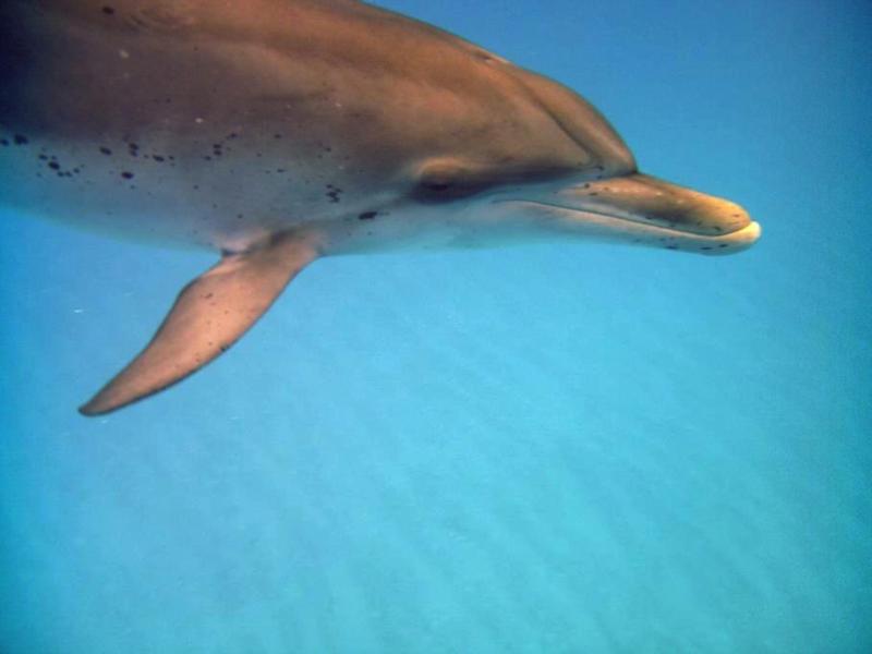 Wild Dolhin, Bimini, Bahamas