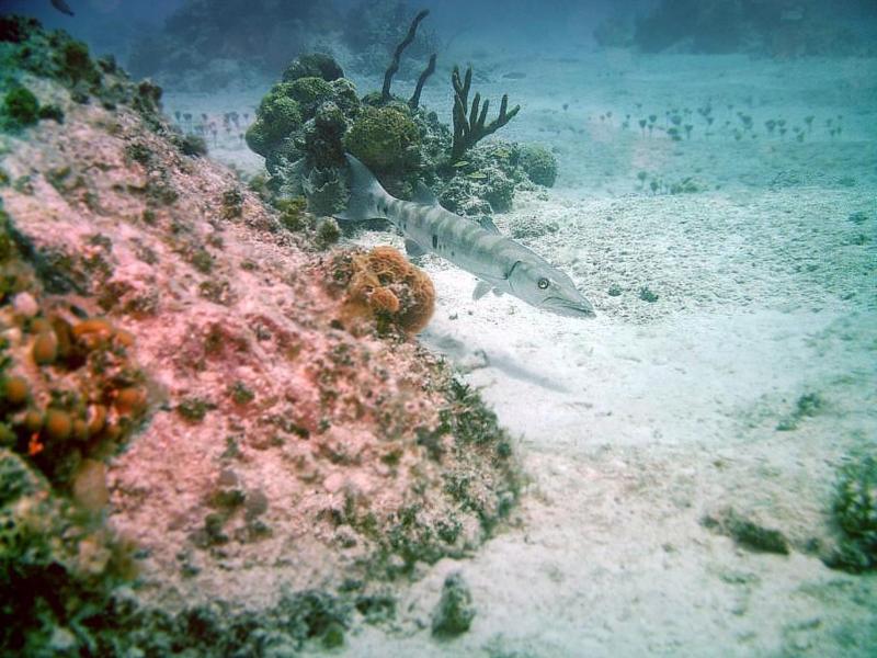 Baracuda, Rockledge reef, Bimini