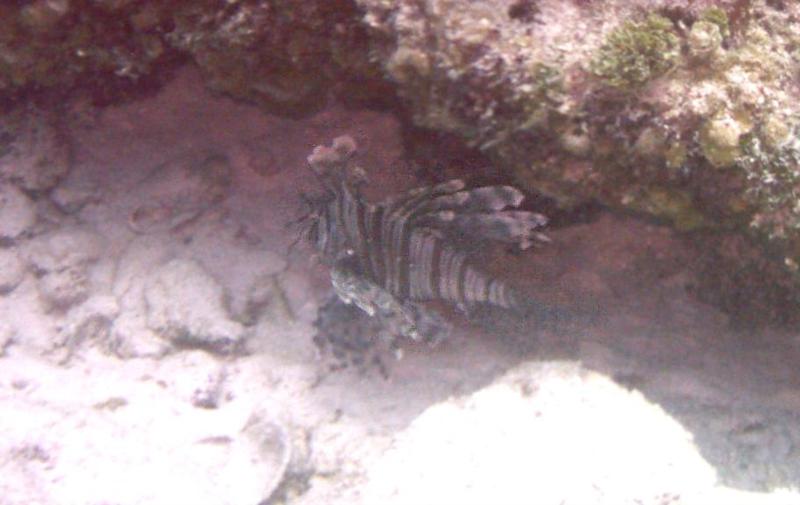 Lionfish, Rockledge Bimini, rare in Atlantic