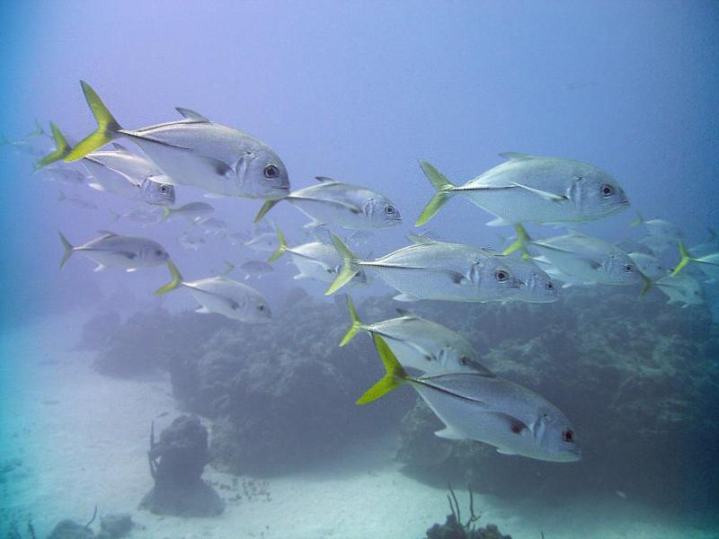 Nice school of fish.