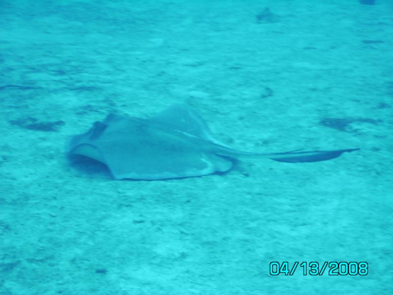Southern Sting ray