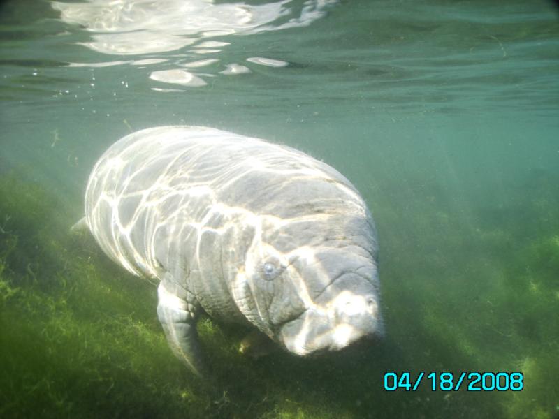 Baby Manatee