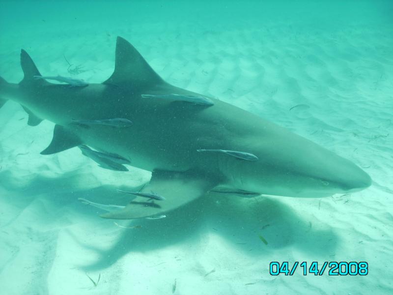 Shark diving in the Bahamas