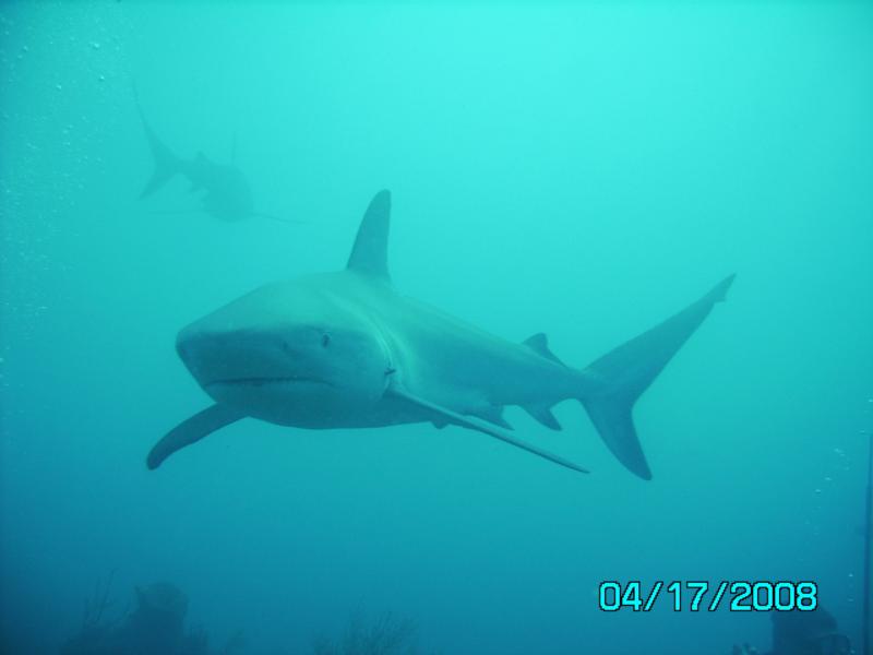 Shark Diving in the Bahamas