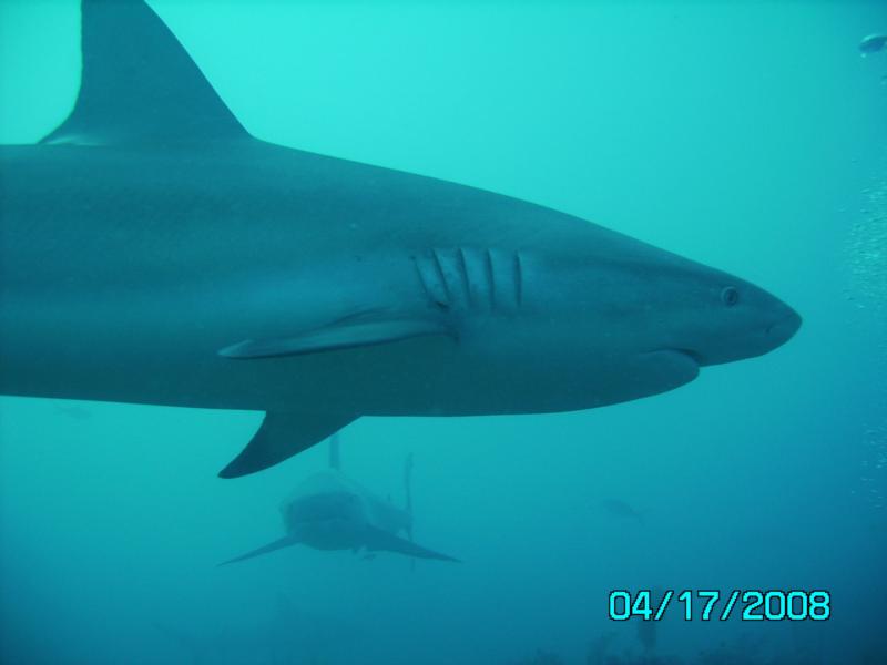 Shark in the Bahamas