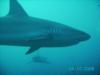 Shark in the Bahamas