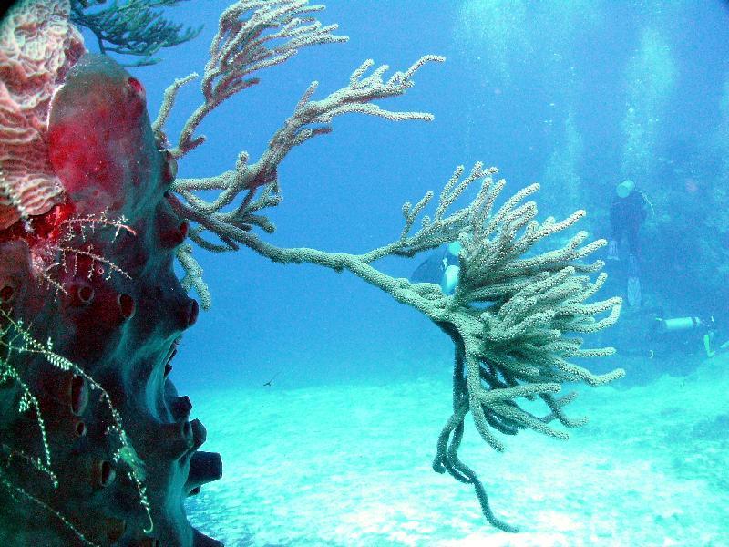 Sea fan