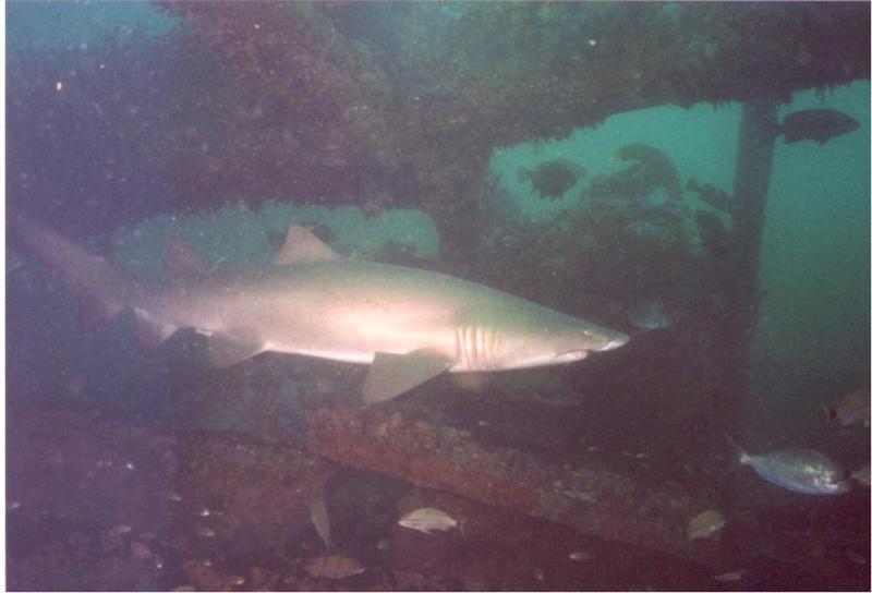 Shark in Aelos Wreck