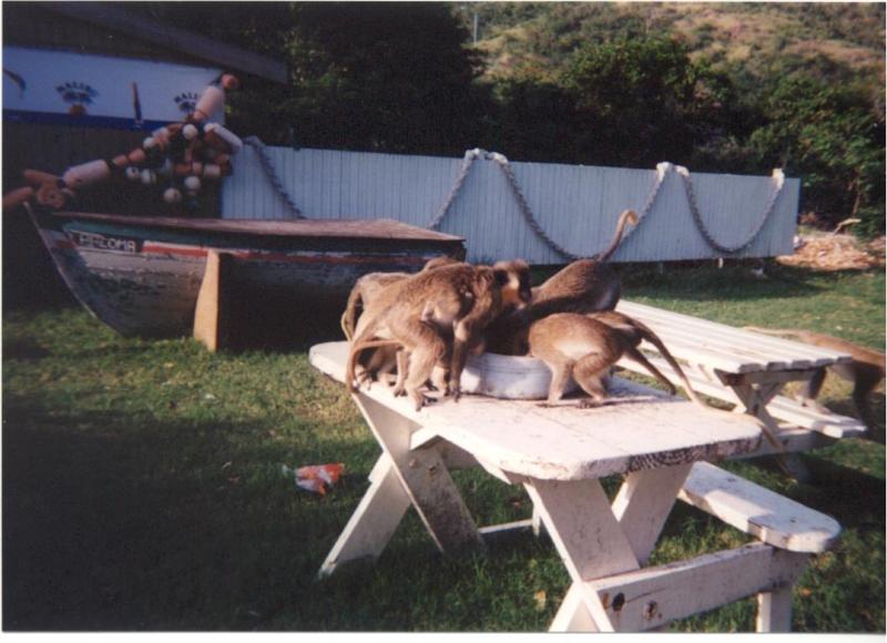 Monkey in St. Kitts