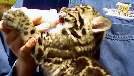 Clouded Lepard