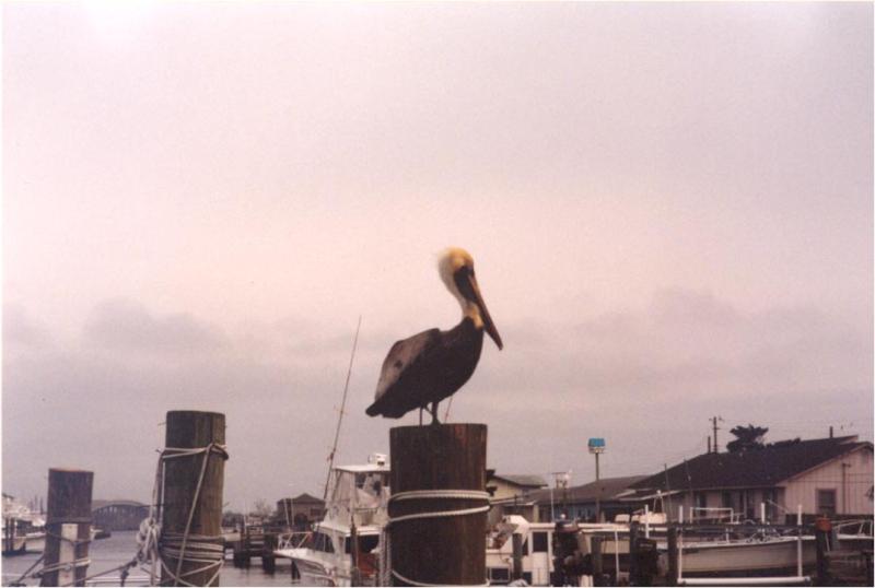Pelican North Carolina
