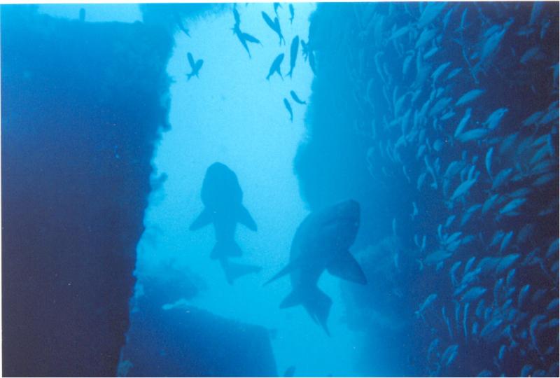 Papose Wreck Sand Tiger North Carolina