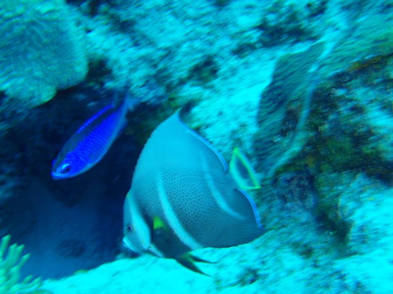 i heart cozumel