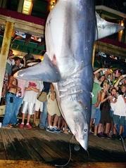 Mako caught off Destin, Florida