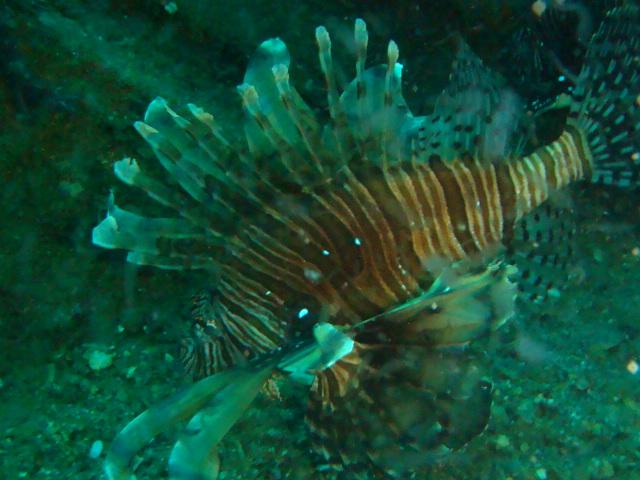 Lionfish (on the U-352) (Relax Mo, Eve. I didn’t kill it)