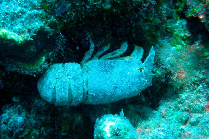 Slipper lobster (Bonaire)