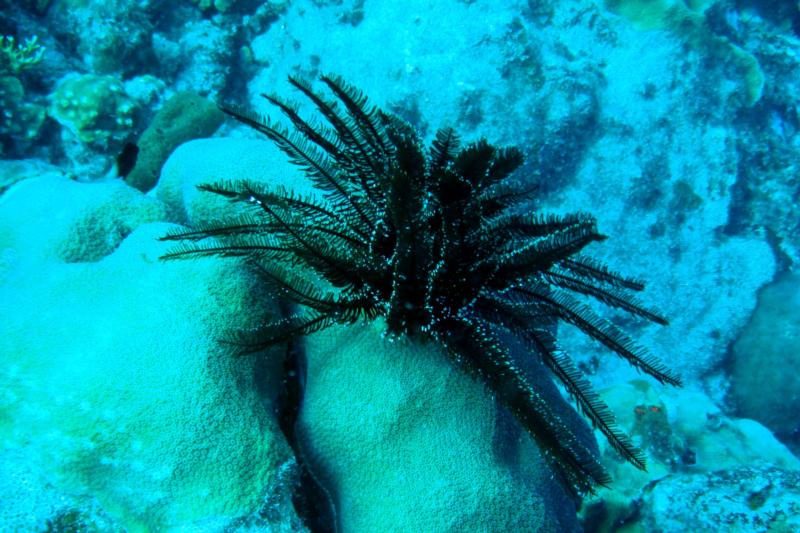 Actually in the starfish family (Bonaire)