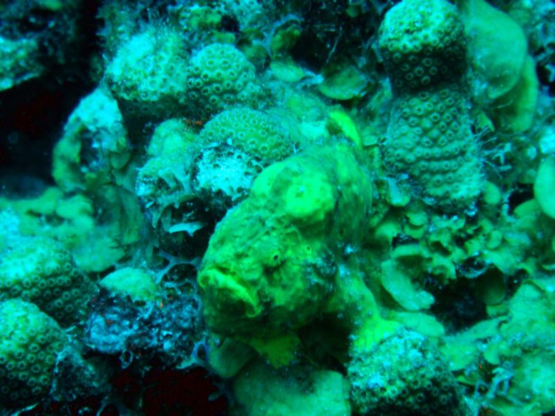 Frogfish (Bonaire)